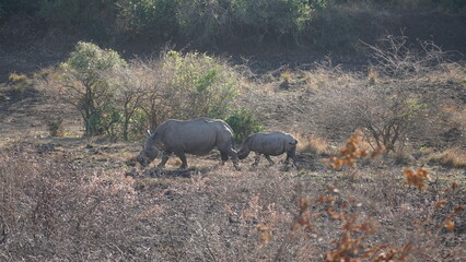 Wild African White Rhinos grazing in short savannah grass in South African safari © Matthew