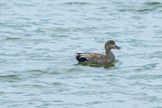 Gadwall duck Mareca strepera male swimming in the water in Latvia wild nature profile close up