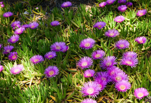 Pink flowers of a pigface (Carpobrotus edulis), mediterranean succulent plant. 