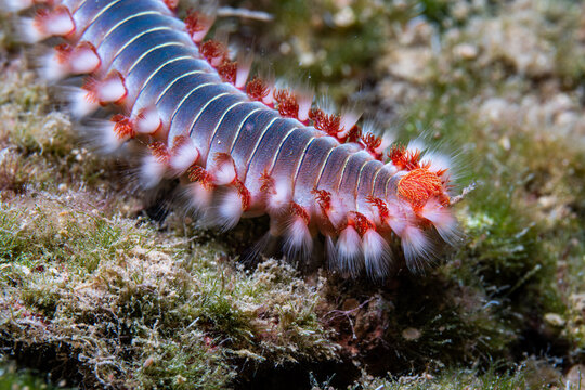 close up of a fireworm