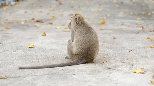 Rear view of a monkey sitting on a concrete ledge among fallen leaves, turning its head to look back toward the camera.