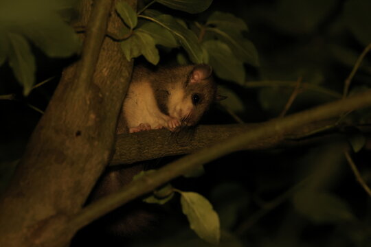 dormouse at night in the forest Baden-Wuerttemberg Germany