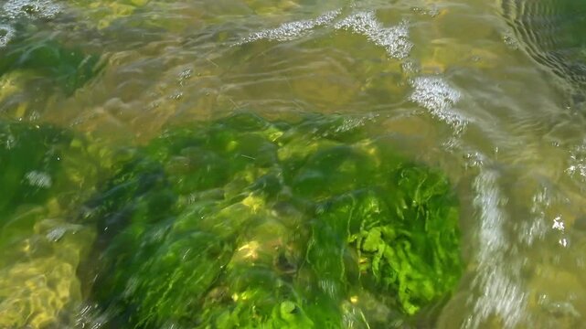 Bloom of the green alga Ulva intestinalis (formerly Enteromorpha intestinalis) covering a stone in a brackish lagoon.
