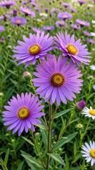 Fototapeta premium Vibrant Purple Aster Flowers Blooming in a Lush Green Meadow