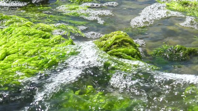 Green algae Ulva intestinalis (synonym: Enteromorpha intestinalis) growing on a stone in a lagoon during a green algal bloom (water bloom).