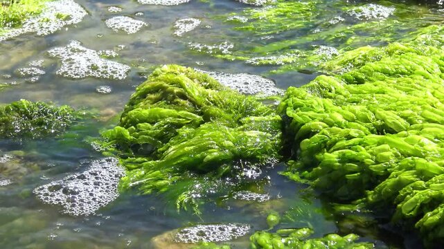 Green algae Ulva intestinalis (synonym: Enteromorpha intestinalis) growing on a stone in a lagoon during a green algal bloom (water bloom).
