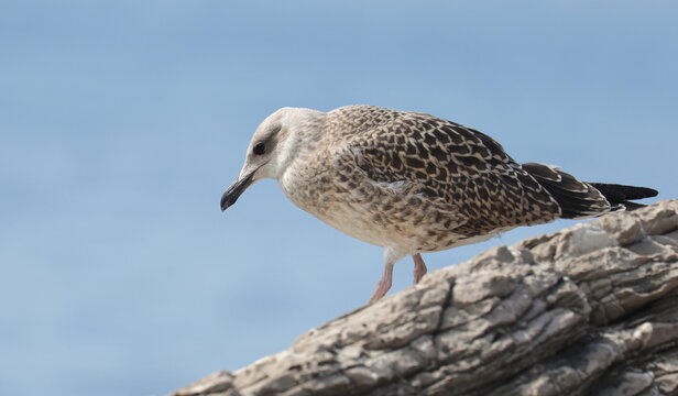 Yellow-legged gull on rock, Larus michahellis juvenile, birds of Montenegro