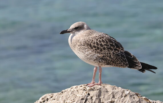 Yellow-legged gull on rock, Larus michahellis juvenile, birds of Montenegro