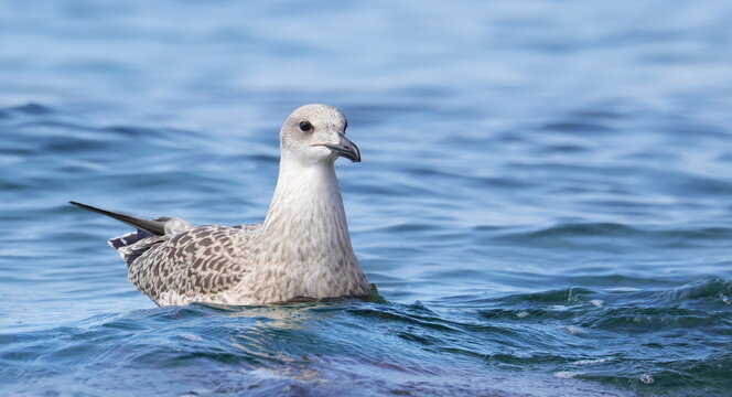 Yellow-legged gull, Larus michahellis juvenile, birds of Montenegro