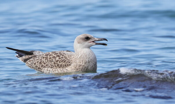 Yellow-legged gull, Larus michahellis juvenile, birds of Montenegro