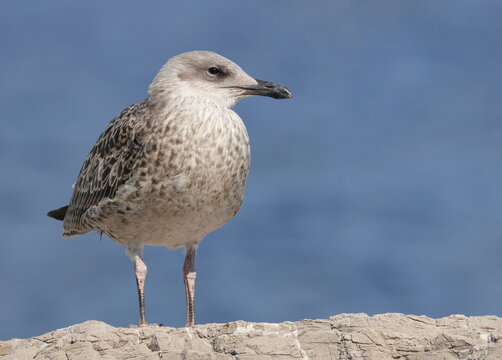 Yellow-legged gull on rock, Larus michahellis juvenile, birds of Montenegro