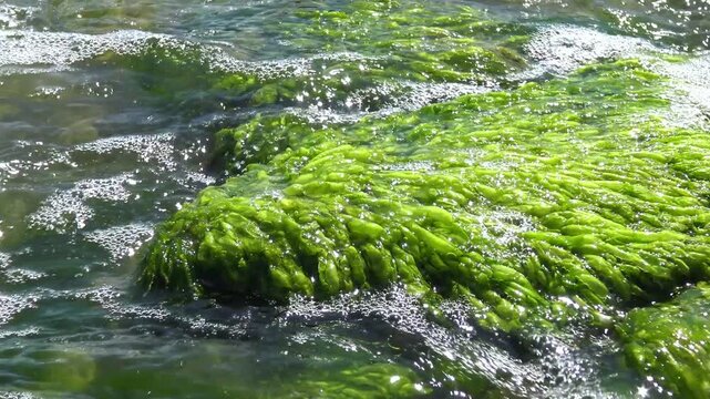 Green algae Ulva intestinalis (synonym: Enteromorpha intestinalis) growing on a stone in a lagoon during a green algal bloom (water bloom).