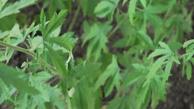 Deeply lobed green leaves of a hemp-leaved marshmallow plant move in a light breeze on a sunny day. Perfect for identification of medicinal mallows, wild flora databases, and horticultural videos.