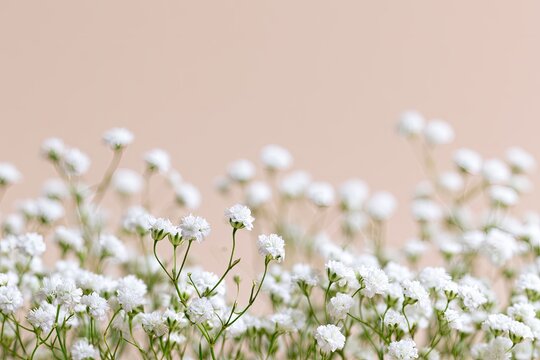 Delicate white blossoms delicately arranged against a soft, muted background
