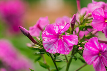 Elegant pink phlox flowers growing in a thriving garden, featuring vivid blooms, healthy foliage, and a soft natural bokeh background for a tranquil look. © Tanya