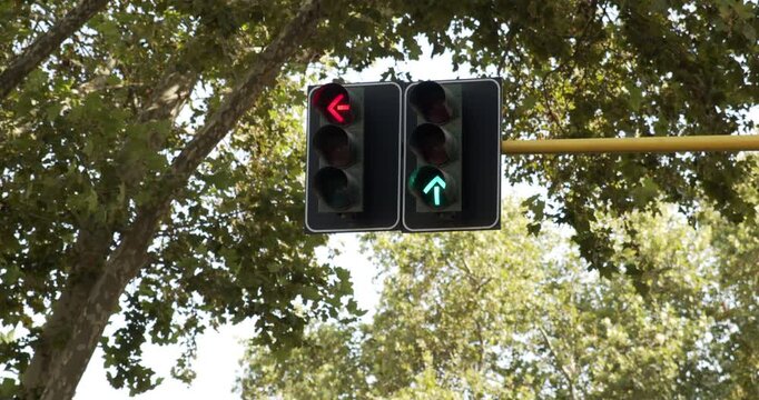 Traffic lights with red arrow signals framed by leafy green trees, showing the straight arrow transitioning from green to red to regulate city road traffic on a clear summer day.