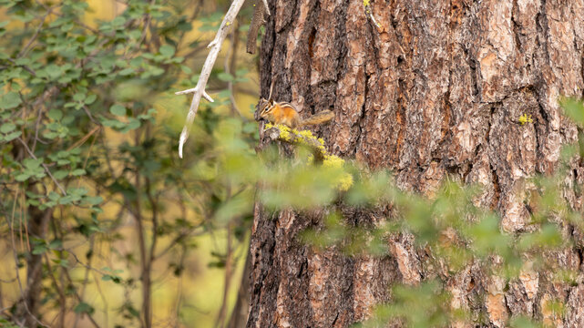 A chipmunk sits watching its territory from high on the lichen covered stub of a branch on a ponderosa tree in soft light in the forests near Boise Idaho USA. 