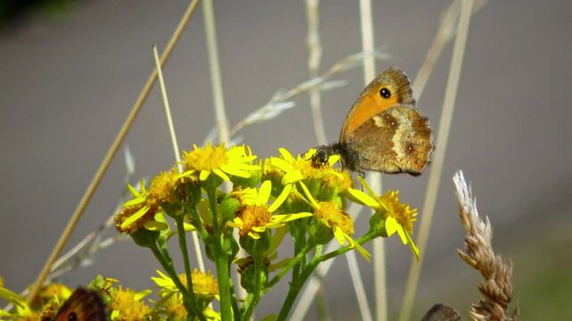 Hedge Brown butterfly (Pyronia tithonus) perched on a yellow flower.