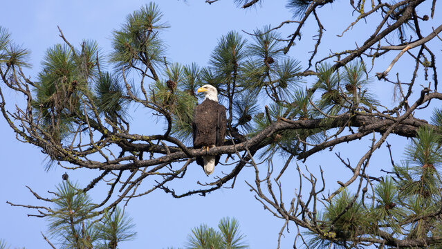 An adult Bald Eagle perches on the branch of a ponderosa pine tree on a cloudless summer morning in the mountains near Boise Idaho USA. 