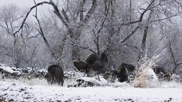 Wild turkeys forage for food hidden under a thin layer of snow while more snow falls all around with bare cottonwood trees in the background on the bank of the Virgin River in Zion National Park Utah 