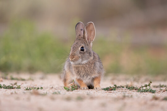 Eye level view of a baby Cottontail Rabbit sitting quietly in the soft light of early evening in the mountains near Boise Idaho USA.