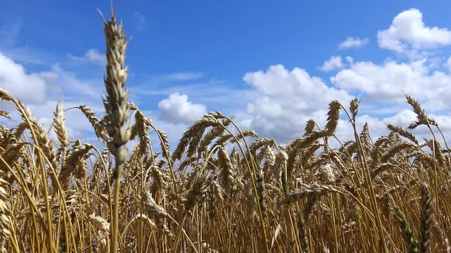 A ripe wheat field (Triticum aestivum) with golden ears ready for harvest, gently swaying in the wind.