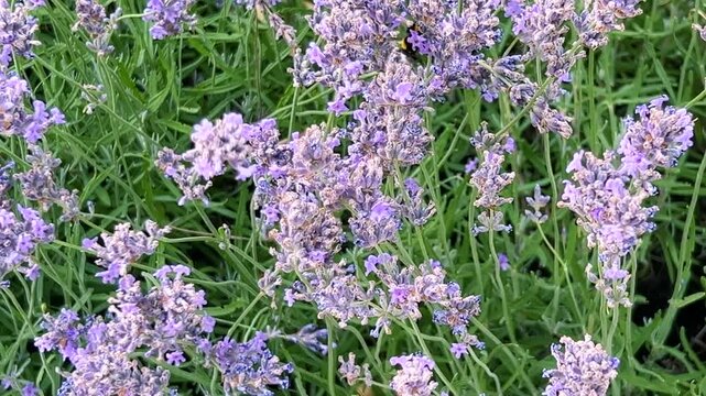 A bumblebee collects pollen from lavender in a sunny garden. The busy pollinator moves between blooms against green bushes. This close-up shows the natural pollination process during the daytime.