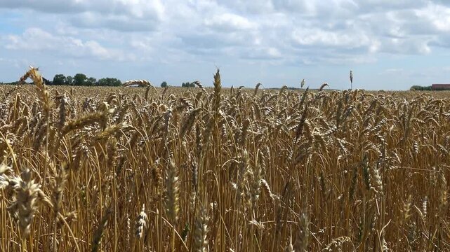 A ripe wheat field (Triticum aestivum) with golden ears ready for harvest, gently swaying in the wind.