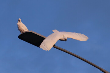 cockatoo flying © Grace C.