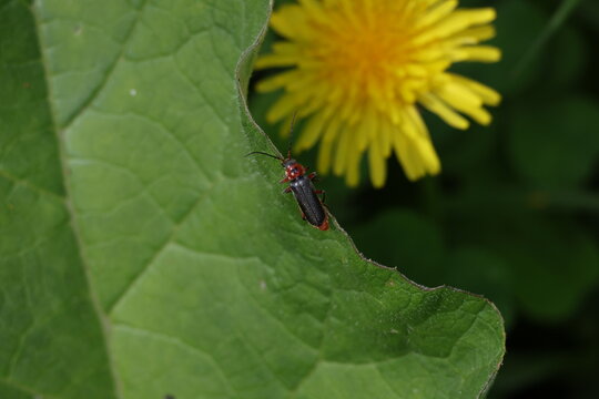Soldier beetle resting on burdock leaf in summer meadow, Cantharis pellucida