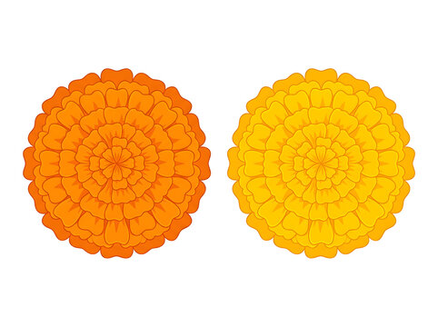 Two marigold flower heads viewed from above as premium flat vector illustration isolated on pure white background