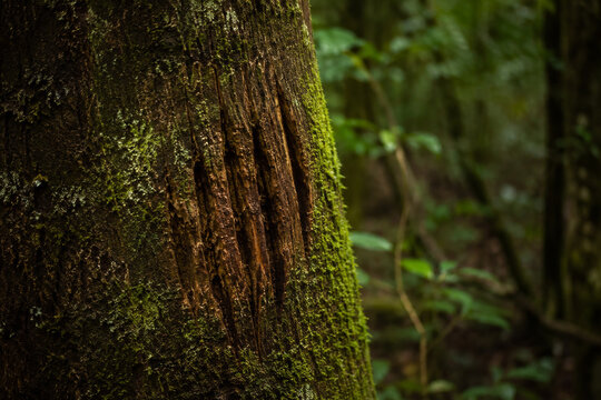 Moss covered rainforest tree trunk in dense tropical forest, lush natural texture and pristine jungle ecosystem