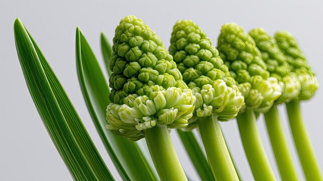 Green buds and leaves arranged in a diagonal line against a light background