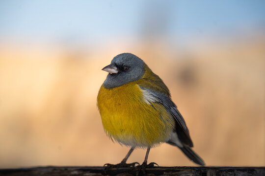Grey-hooded sierra finch