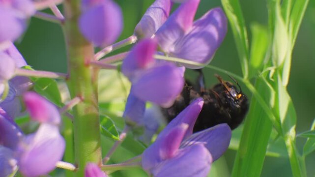 Close look at a bee on purple flowers in a garden during sunny weather