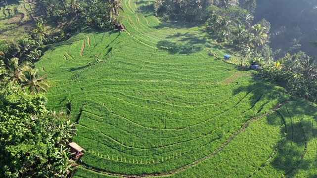 Aerial view captures lush green terraces