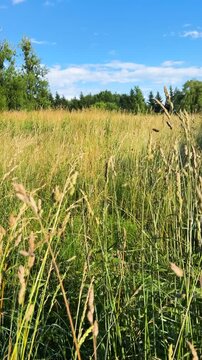Tall green grass and wildflowers sway in a gentle summer breeze under clear blue sky. This vertical video captures a lush countryside meadow, highlighting the vibrant detail of wild flora in sunlight.