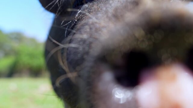 A dark haired pig walks up to the camera on a sunny pasture, sniffing curiously with another pig grazing nearby in the background.