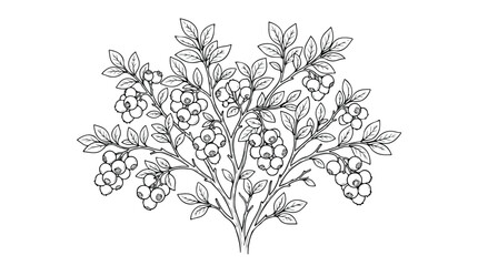 Vintage blueberry bush line art, botanical berry plant illustration, hand drawn garden shrub vector, black and white floral coloring page © Shahzad