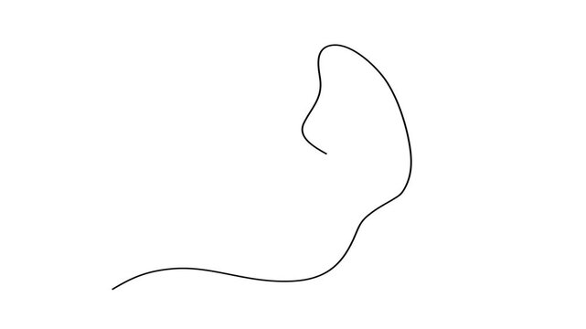 Animated self drawing of continuous line draw of  Beautiful flying moth for wellbeing beauty or spa salon logo and divider concept , Full length one line animation. 4K	
