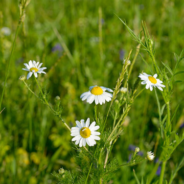 Beautiful wild daisies growing in lush green grass on a sunny day in a rural countryside field