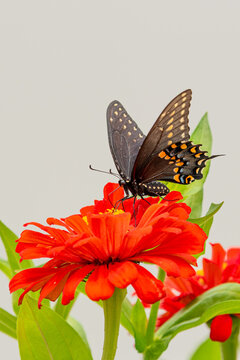 Black swallowtail butterfly perched on orange zinnia flower in garden with light background