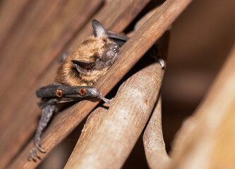 Obraz premium Eastern Little Brown Bat sleeping on a wood chair with 2 mites on its wings