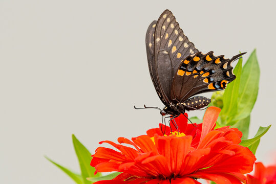 Black swallowtail butterfly feeding from orange zinnia flower in garden
