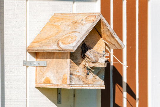 Newly fledged sparrow with open beak perched on wooden bird house