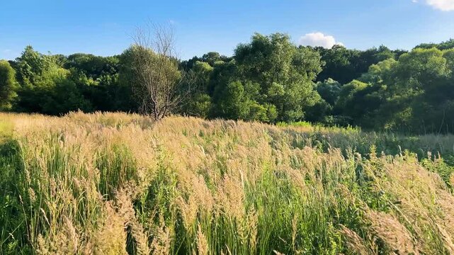 Calamagrostis and tall wild grasses sway in the breeze under a warm sunset. Golden light illuminates the meadow and forest background. This peaceful landscape captures serene, lush countryside nature.