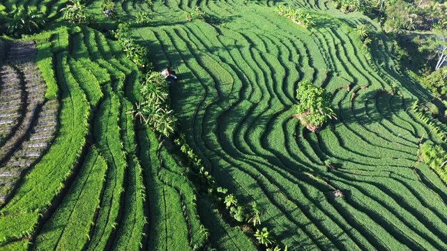 Aerial view captures lush green terraces