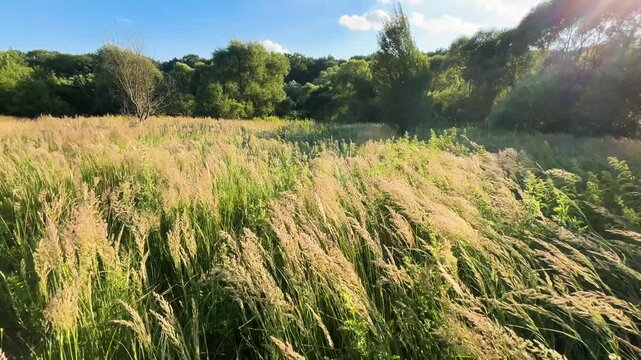 Calamagrostis and tall wild grasses sway in the breeze under a warm sunset. Golden light illuminates the meadow and forest background. This peaceful landscape captures serene, lush countryside nature.