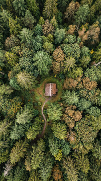 Overhead texture of dense green forest canopy surrounding a tiny hidden cabin