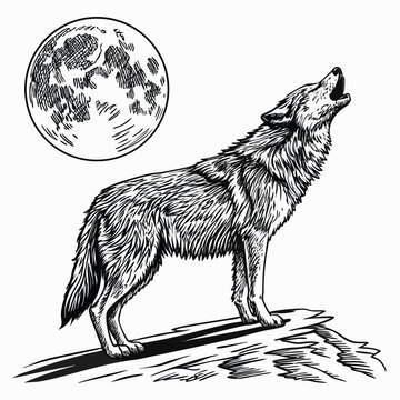 Wolf howling at the full moon on a cliff, handdrawn illustration